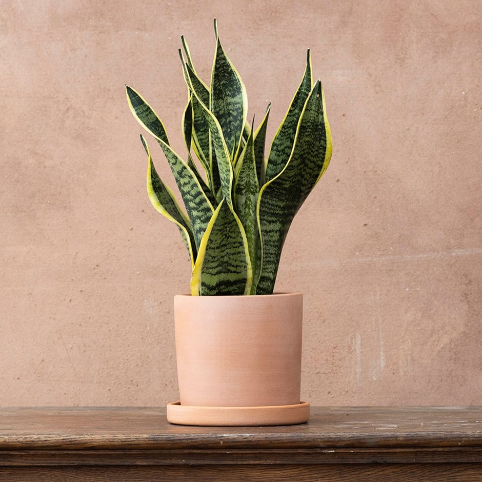 Sansevieria Trifasciata Var. Laurentii | Houseplant