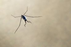 marine insect <i>Halobates sericeus</i>, 