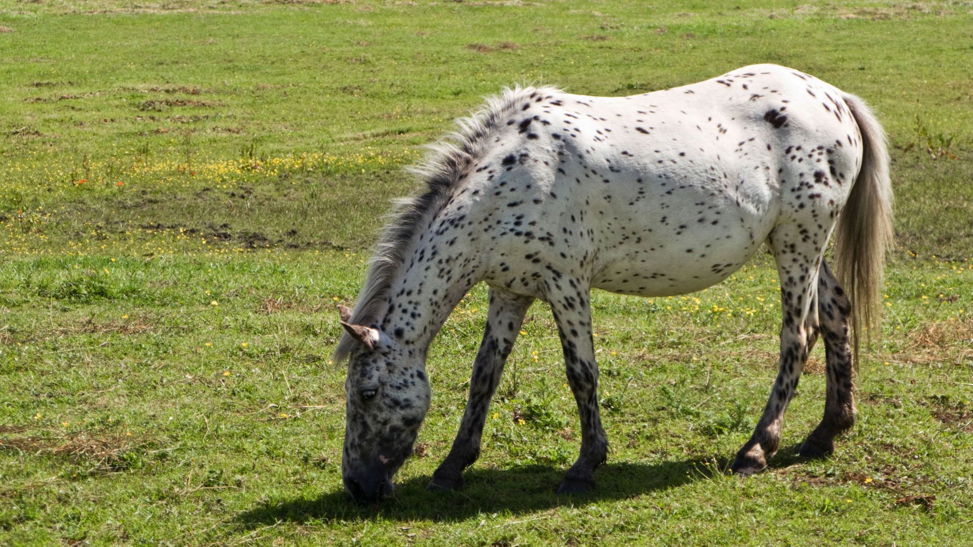 spotted horse grazing