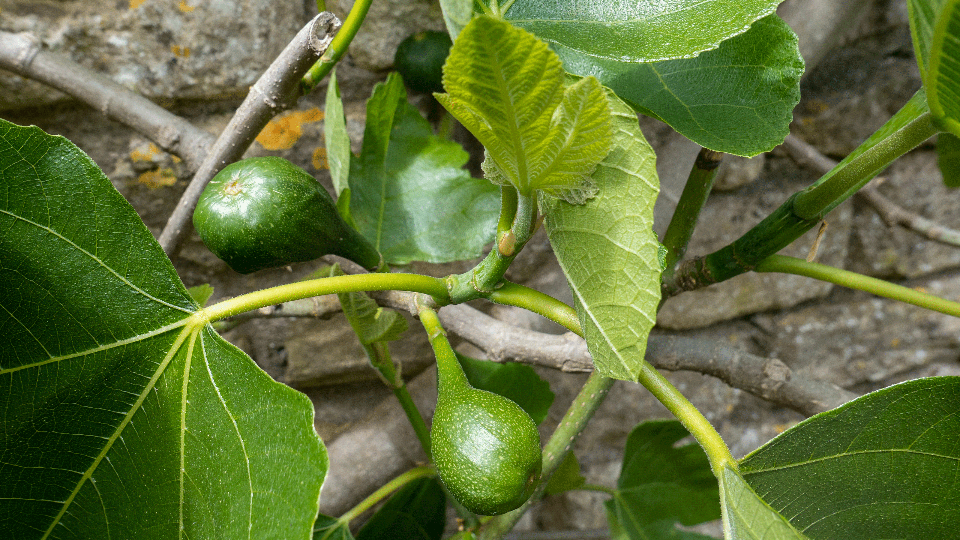 Fig tree