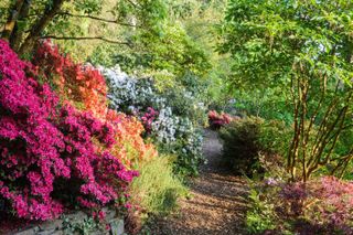 small Japanese gardens: azaleas at RHS garden Rosemoor