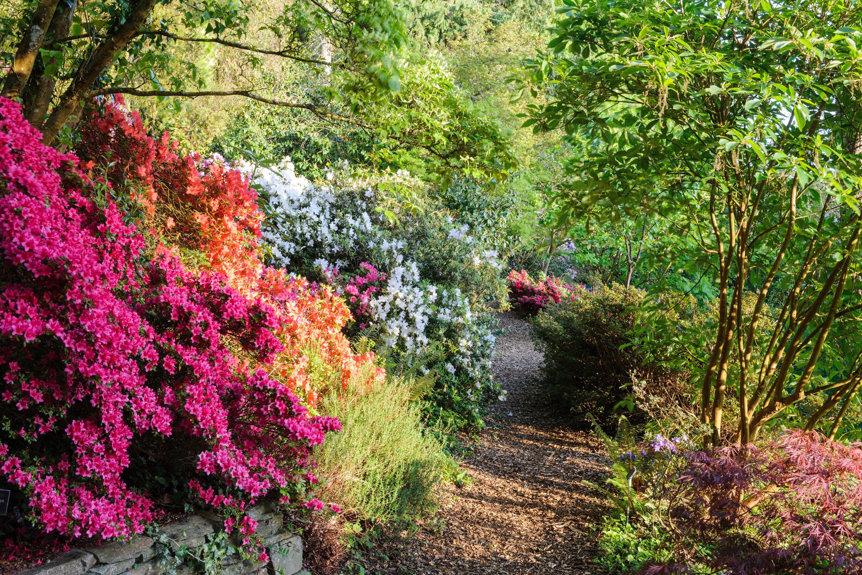 small Japanese gardens: azaleas at RHS garden Rosemoor