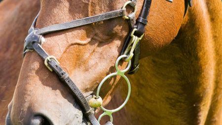 Pictured a horse's bridle with bit clips. These clips will no longer be allowed in British Showjumping competitions under new tack rules.