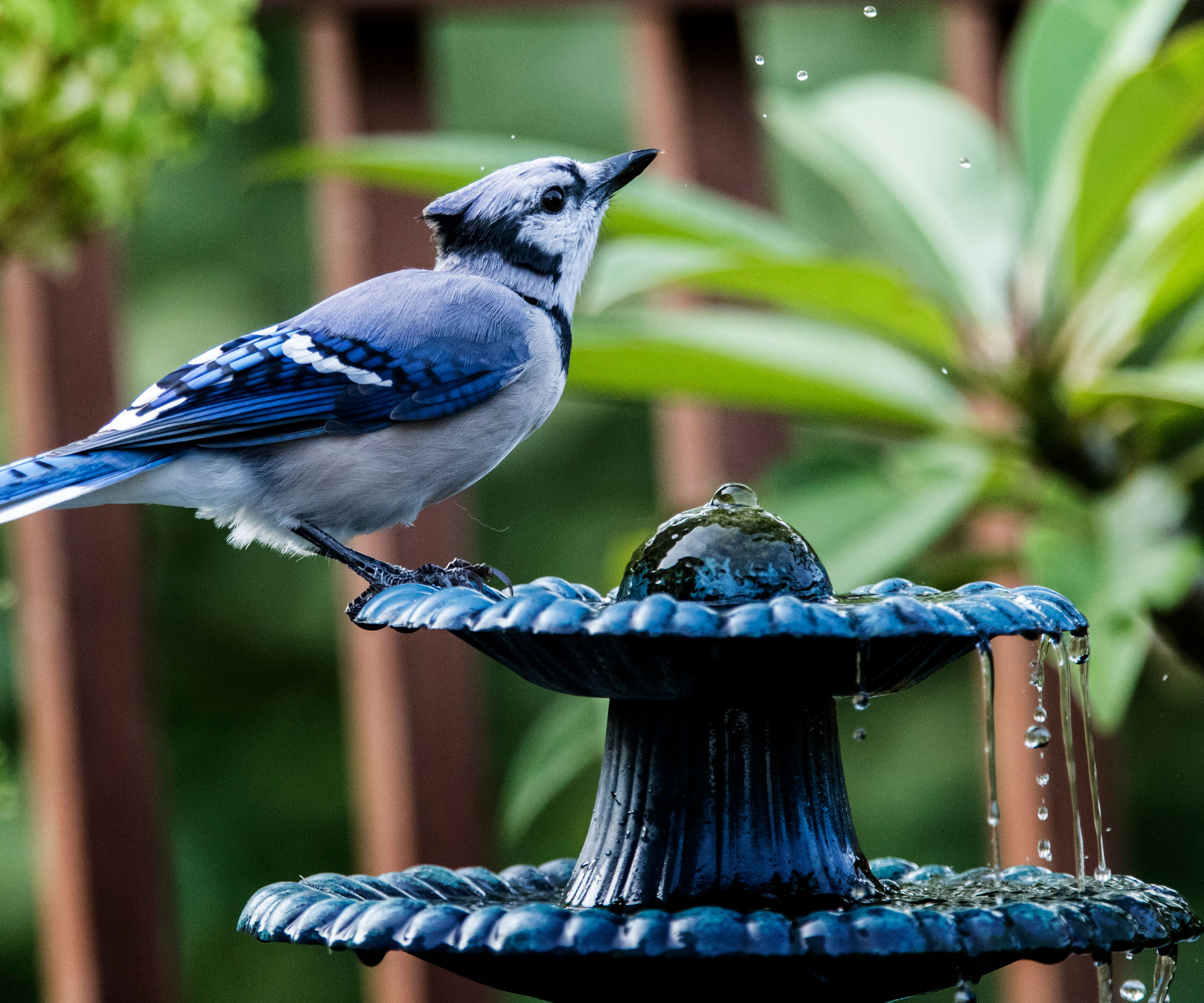 blue coloured bird on blue water fountain with plants in the background