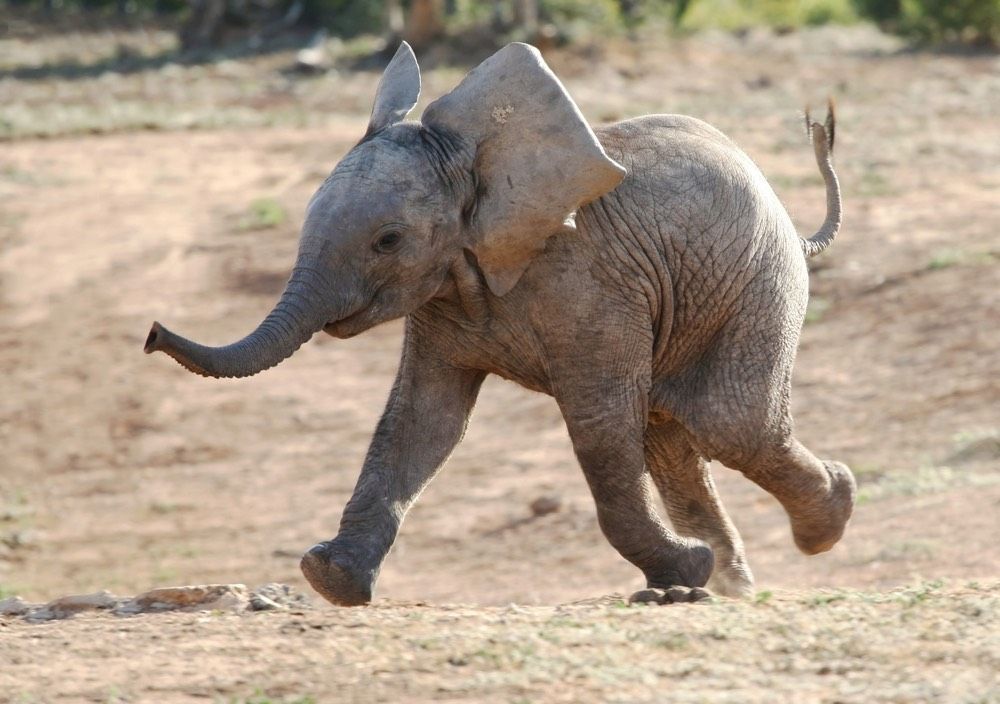 excited baby elephant running.