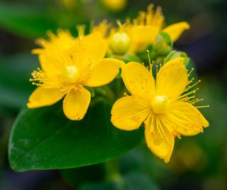 close up of hypericum, St John's Wort yellow flower