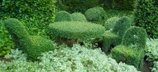 Topiary using Lonicera nitida