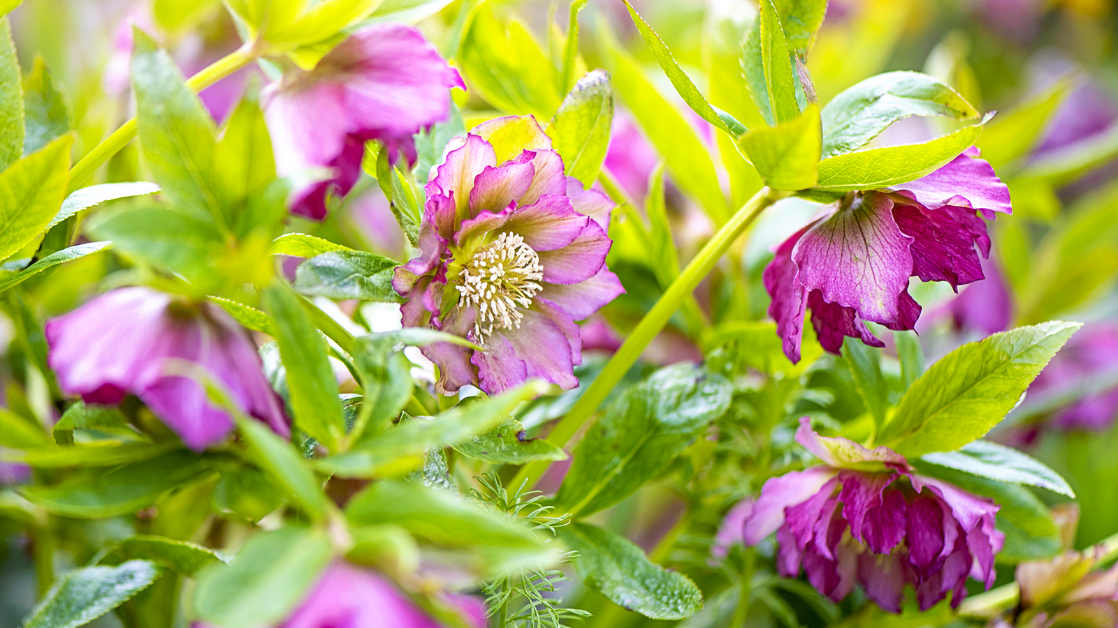 Magenta hellebore flowers