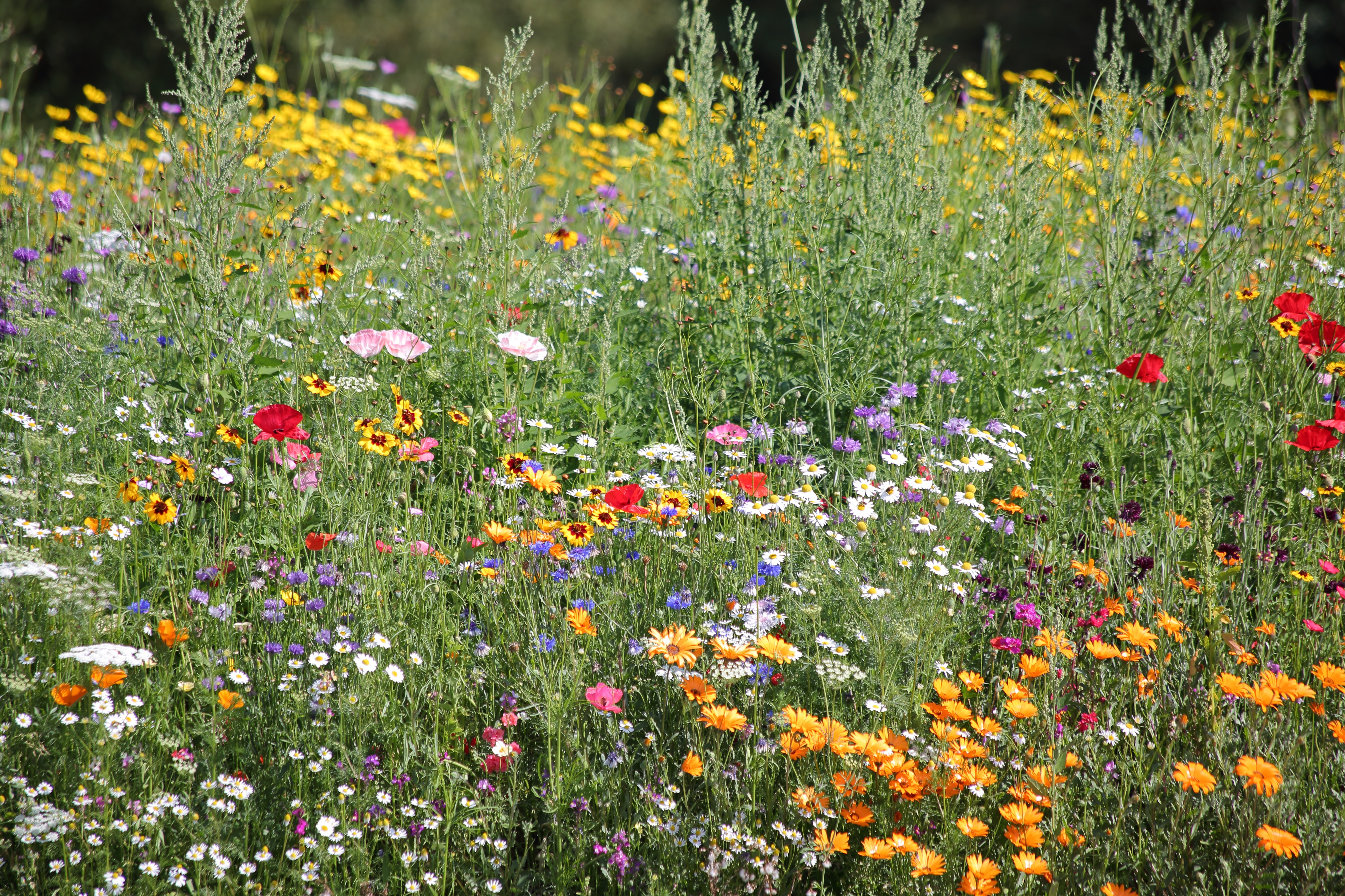 Wildflower meadow of pink, blue, yellow and white flowers, and long grasses