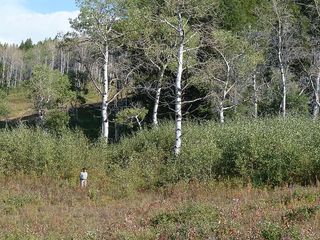 Aspen recovery after wolf predator reintroduction