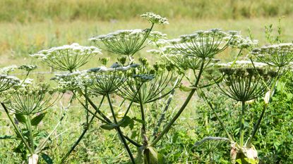 giant hogweed plants