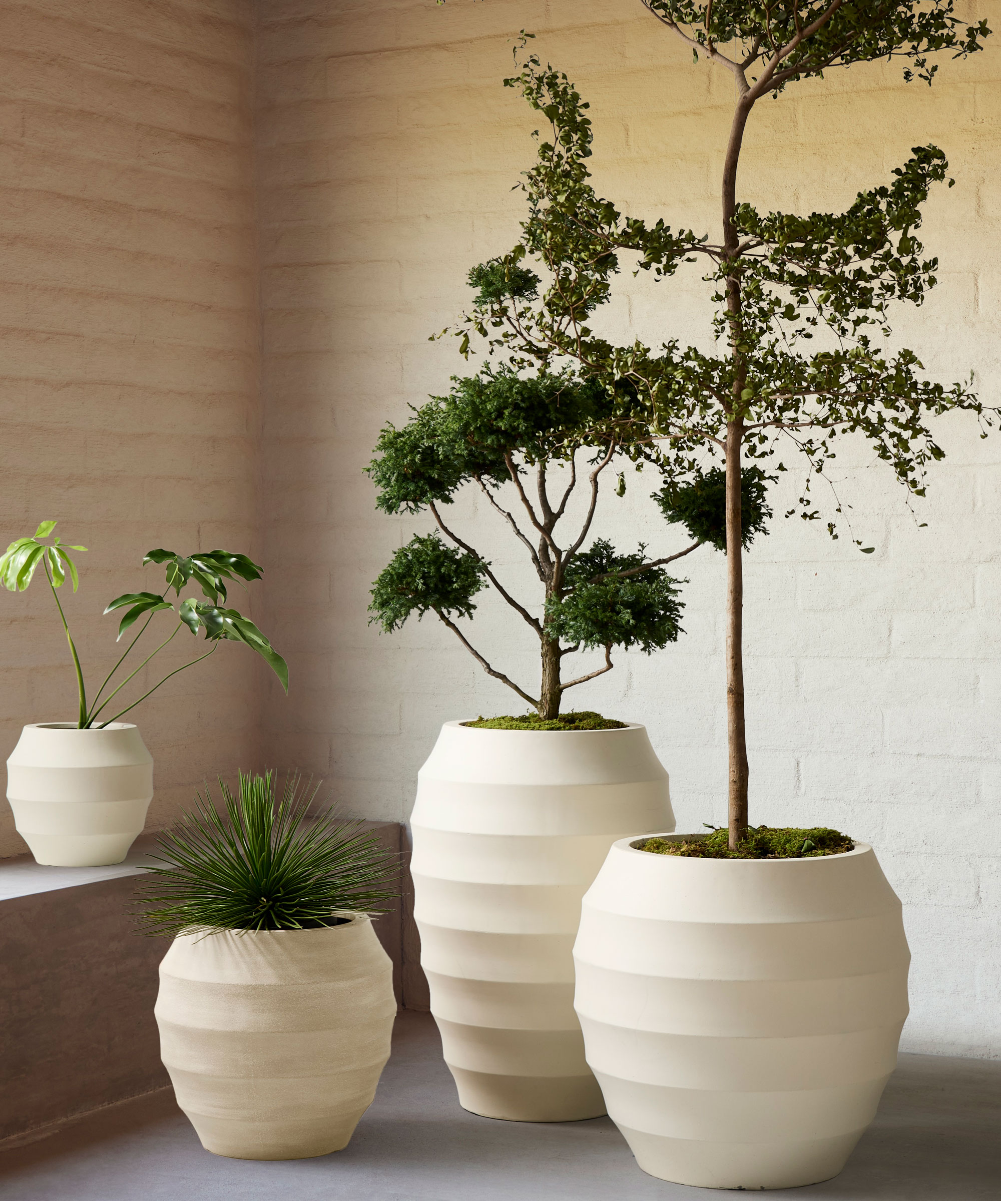 group of four tall ridged cream planters with evergreen plants, positioned against a cream brick wall
