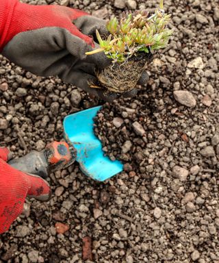 sedum planting in gravel in drought resistant garden