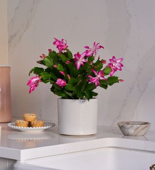 Pink Christmas Cactus & Pot