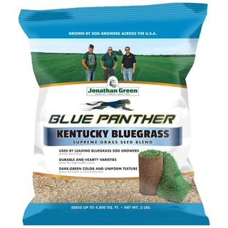 Kentucky Bluegrass Grass Seed