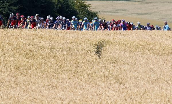 The peloton rides through golden fields of grain