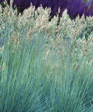 Festuca glauca 'Intense Blue'