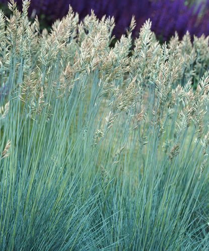 Types of ornamental grass: 16 varieties for borders and pots | Gardeningetc