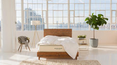 Avocado Green Eco Mattress in the middle of a bedroom in front of large windows