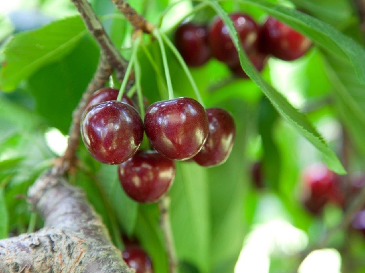 Bing Cherry Tree With Dark Red Cherries