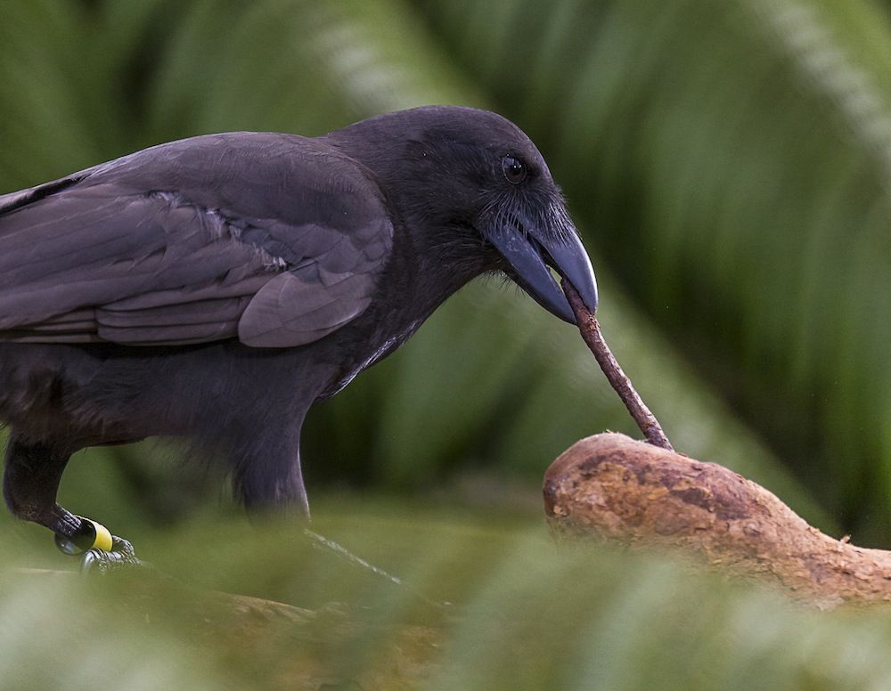 Hawaiian Crow Using Stick as Tool