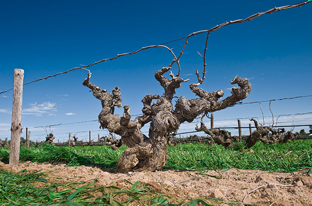 Shiraz - Barossa Valley Glaetzer Ebenezer Old Vine
