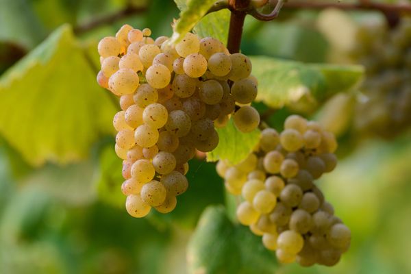 Albarino grapes