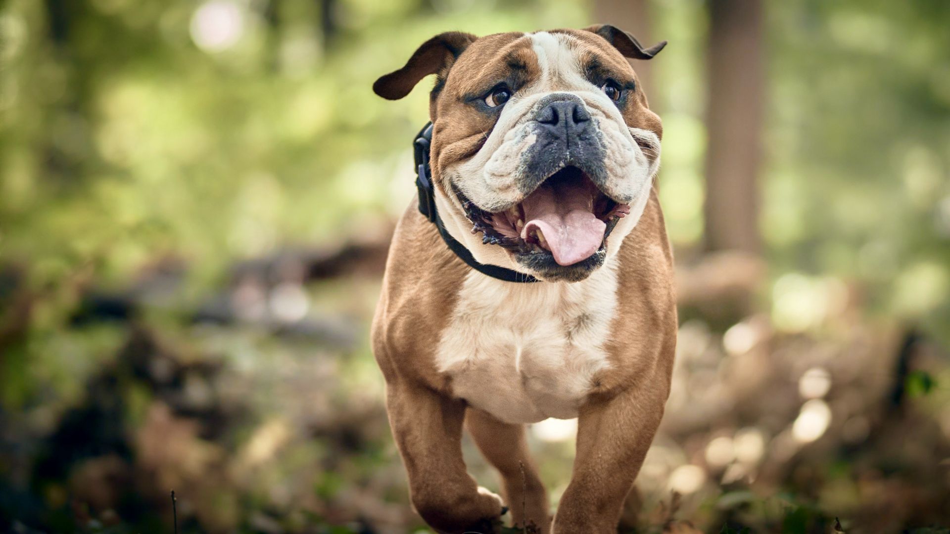 English Bulldog walking outside