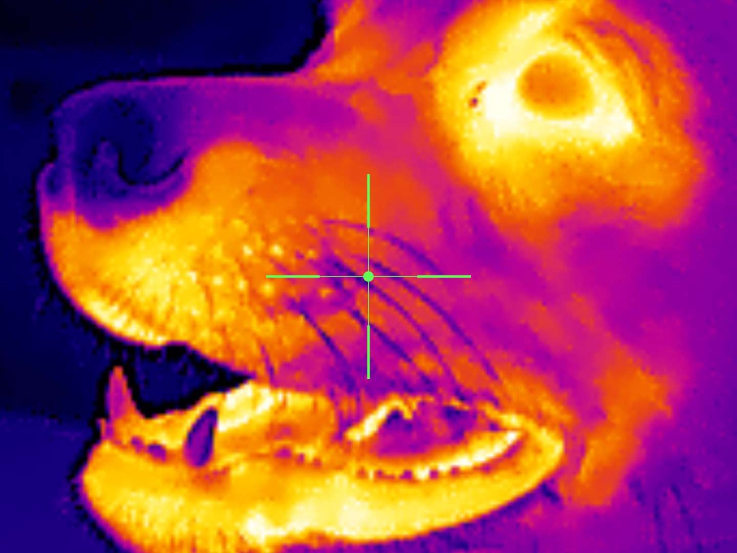 Xinfrared One XH09 captures