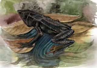 mesopotamia-beaked-toad-100812-02