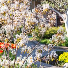serviceberry bush in bloom in spring garden