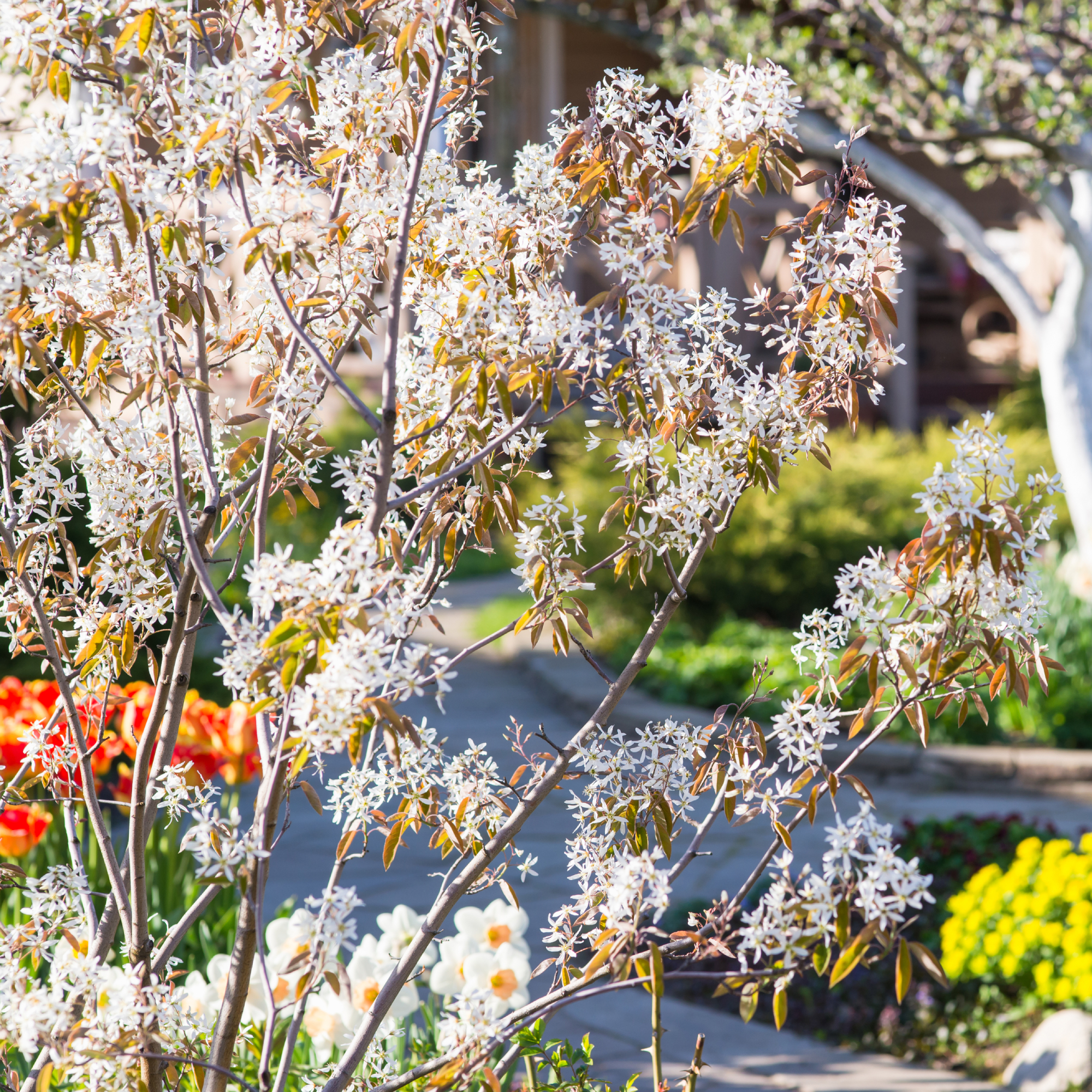 serviceberry bush in bloom in spring garden
