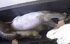 abattoir-1.jpg