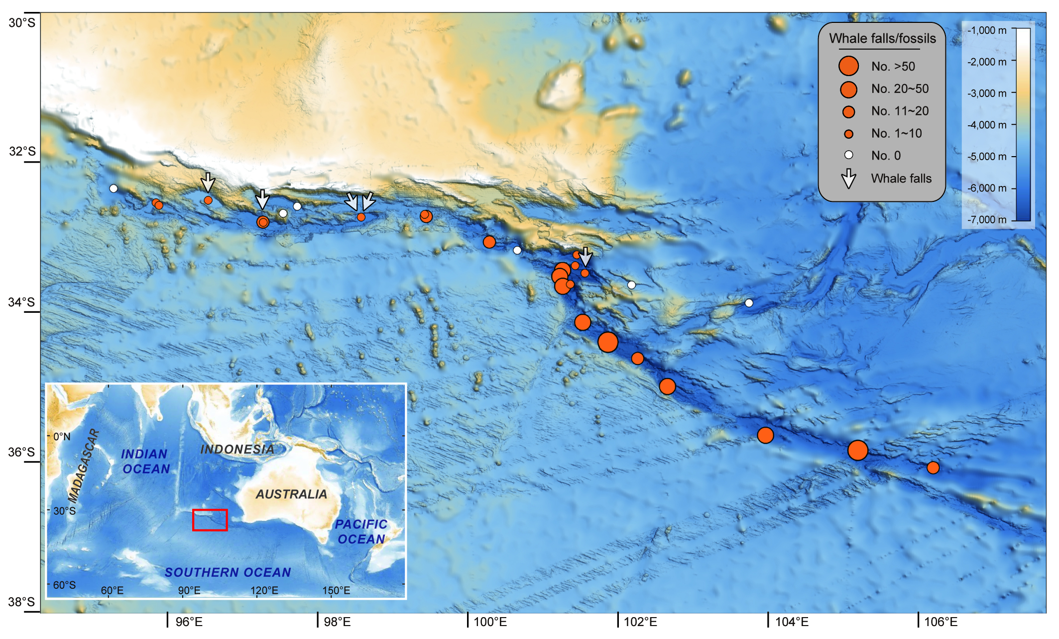 A geographic map with various orange dots showing where whale graveyards have been seen near Australia.