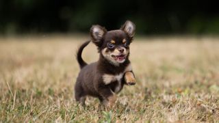 Chihuahua playing outside in the grass