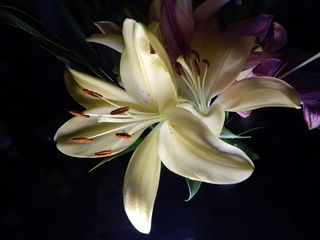 GuruShots - Fanciful Flowers