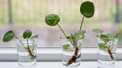 Pilea peperomioides cuttings being propagated in water.