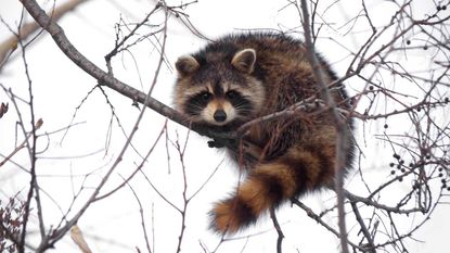 raccoon in the snow