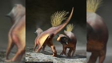 This drawing shows how the dinosaur Psittacosaurus may have used its cloacal vent (aka butthole) for signalling during courtship.