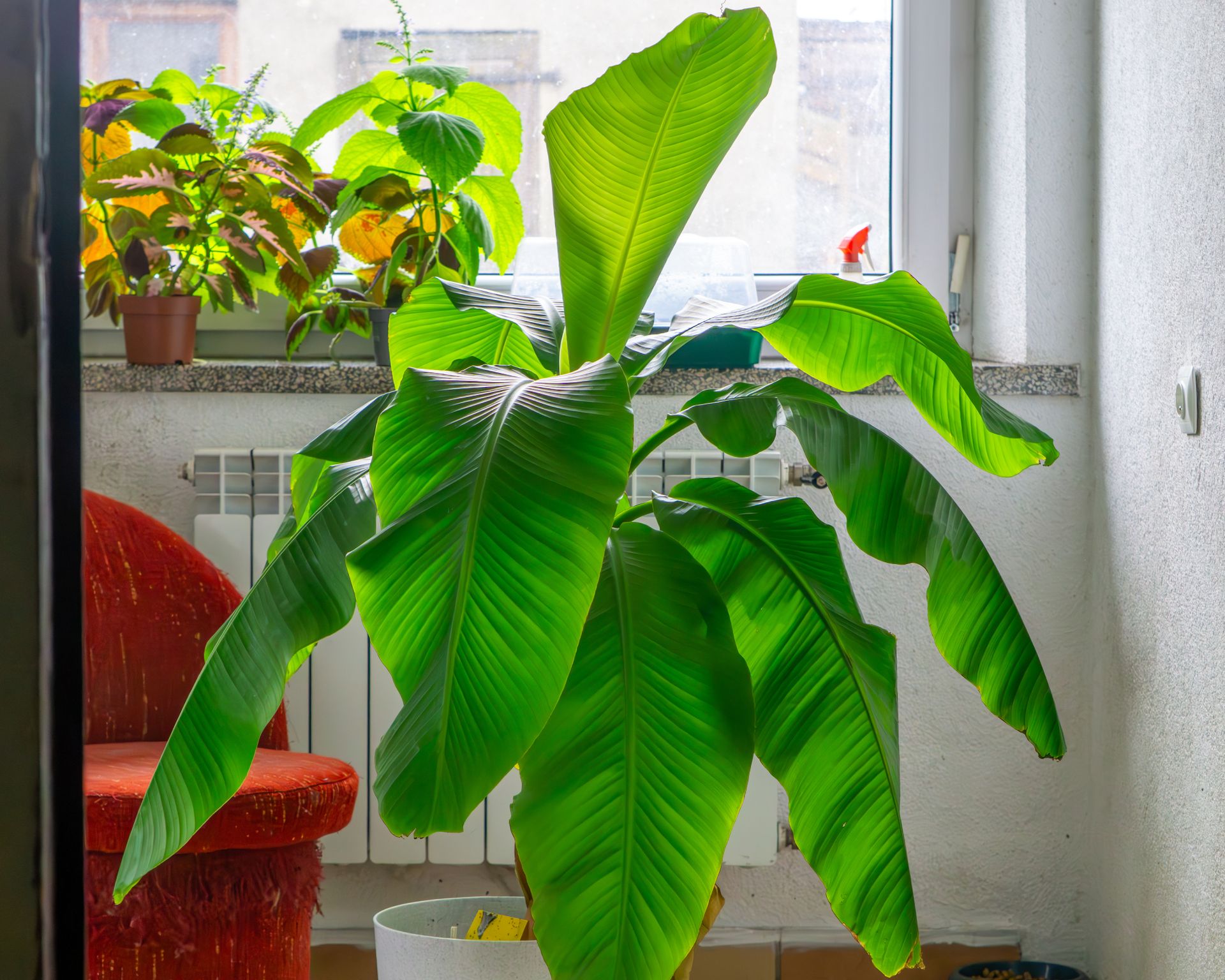 banana plant indoors