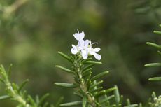 White Flowering Rosemary Plant