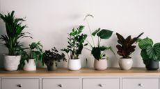 best easy-case house plant