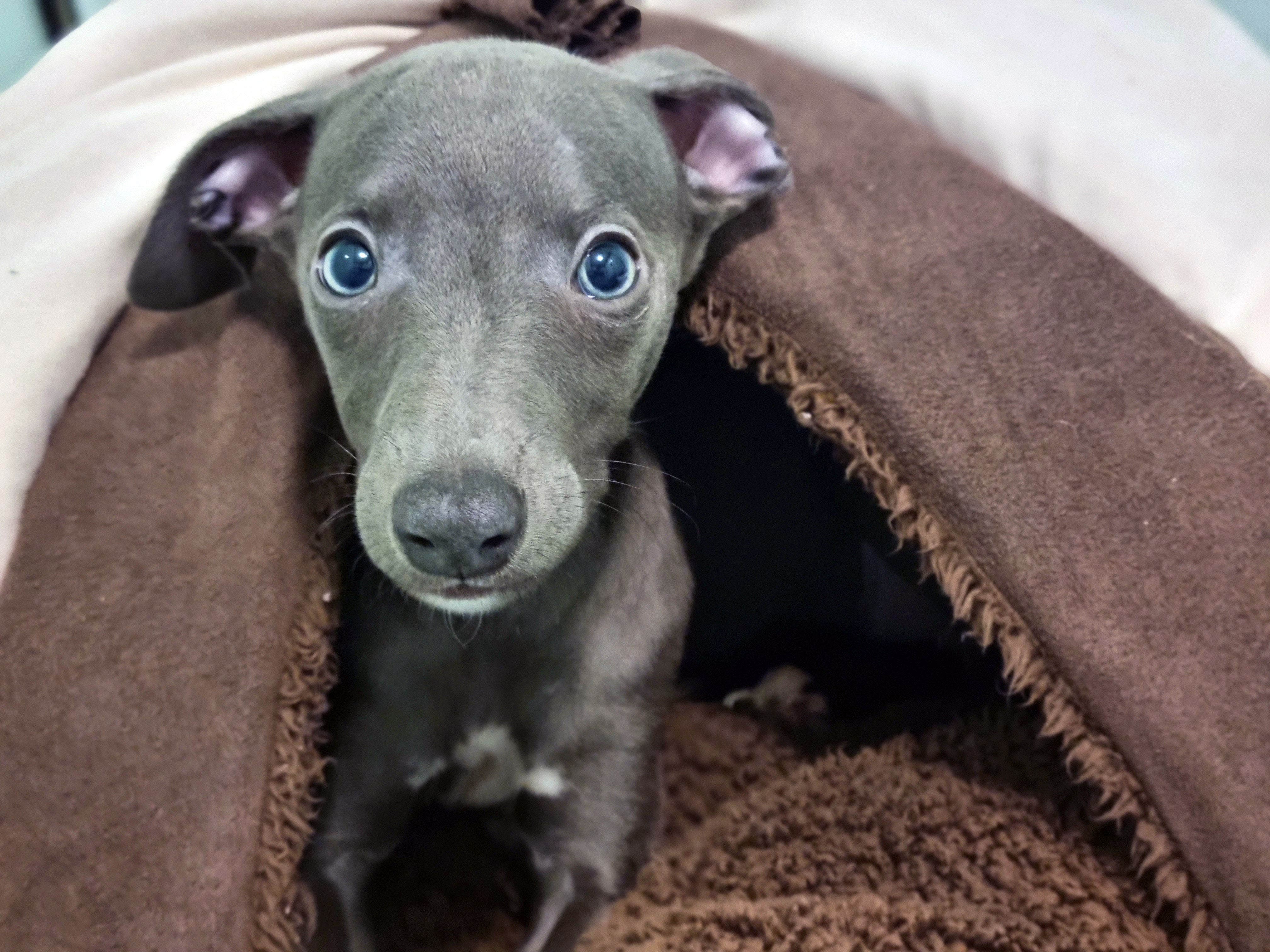 TV tonight A rare blue whippet pup.