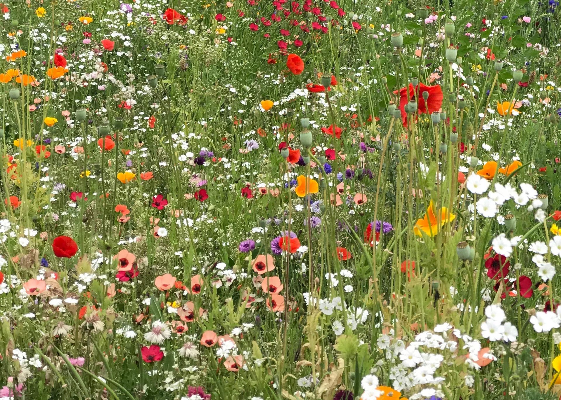 How To Plant A Wildflower Meadow In Your Garden Try This Alternative 