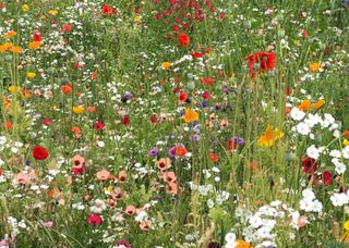 how to plant a wildflower meadow