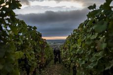 nuits-st-georges vineyards