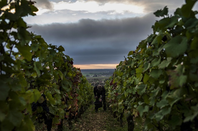 nuits-st-georges vineyards