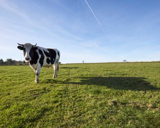 cow in field with blue skies