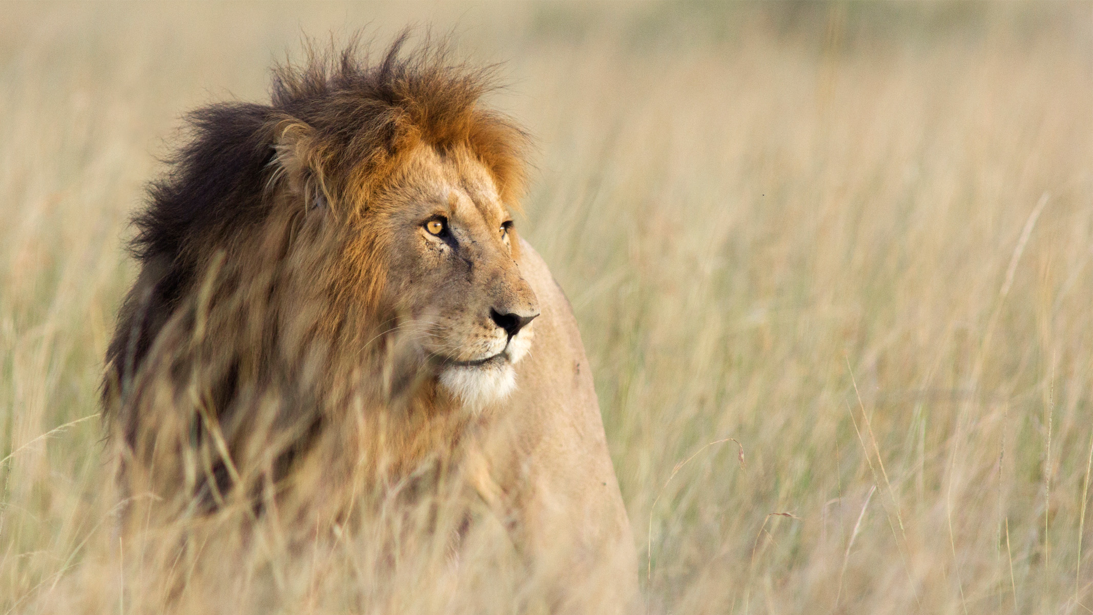 lion in tall grass
