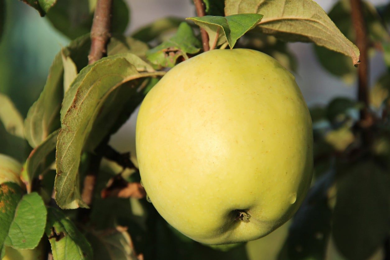 Light Green-Yellow Antonovka Apple